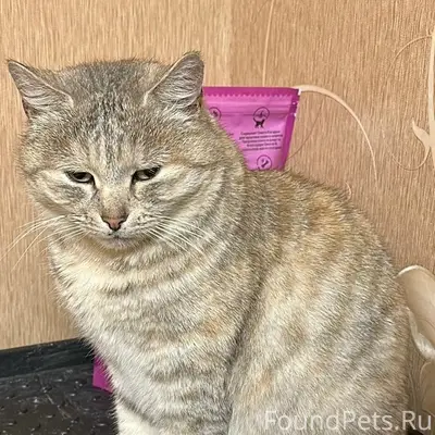 Пропала кошка Мурка, Новая Усмань