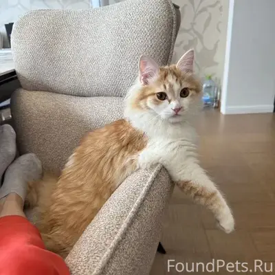 Пропал кот Рыжик