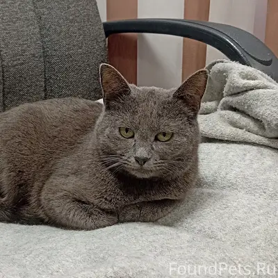 Пропала кошка в районе Стрелецкой-Гунатовской