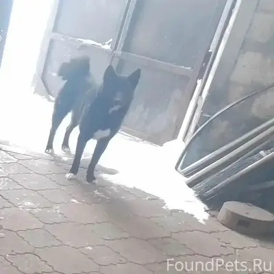 Пропала собака Герда