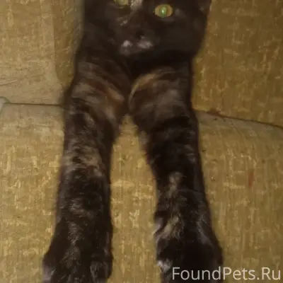 Пропала кошка Даша, Лиозно, улица Чкалова