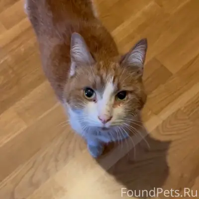 Найдена кошка, Калуга