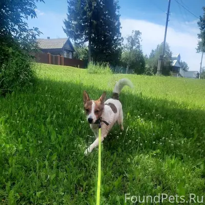 Пропала девочка метис Джек рассел Грета