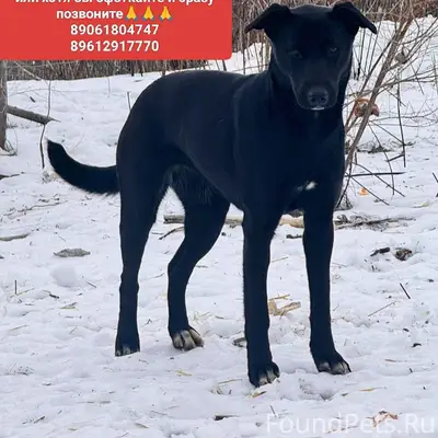 Пропала собака, район Стачки/Малиновского