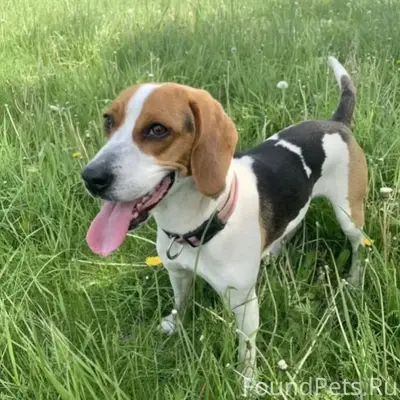 Пропала гончая Юна, Краснодар