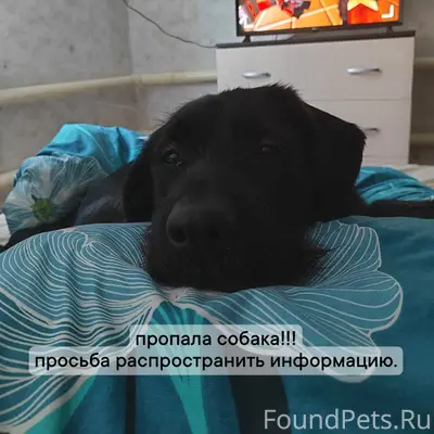 Пропал пёс Бади, среднего телосложения, отрубленный хвост