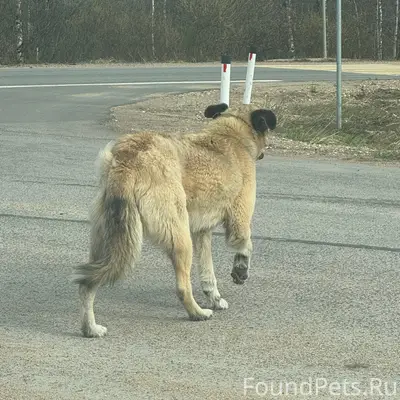 Найден пёс, кольцевая