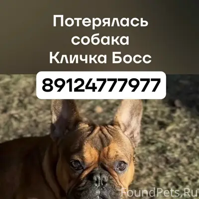 Пропал французский бульдог, поселок Полевой (Новосинеглазово)