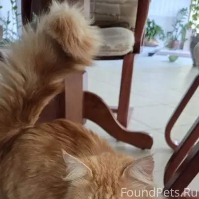 Найден рыжий кот в зелёном ошейнике, район Дм. Ульянова