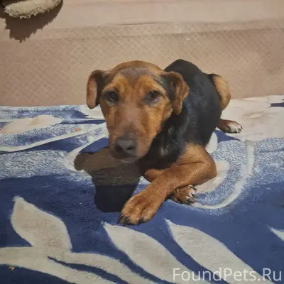 Найден щенок, с. Аннино