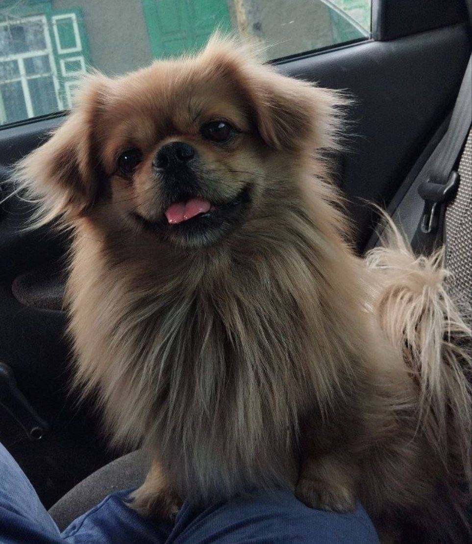 Пропал пекинес Топик, посёлок Победа