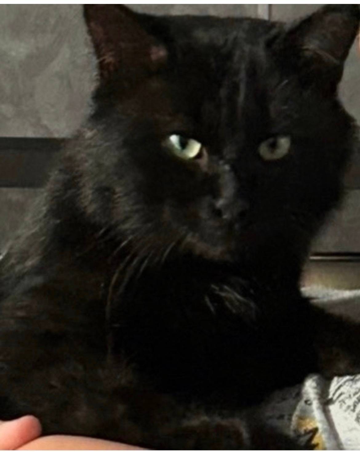 Пропал кот Дымок, ул. Лесной Рудник