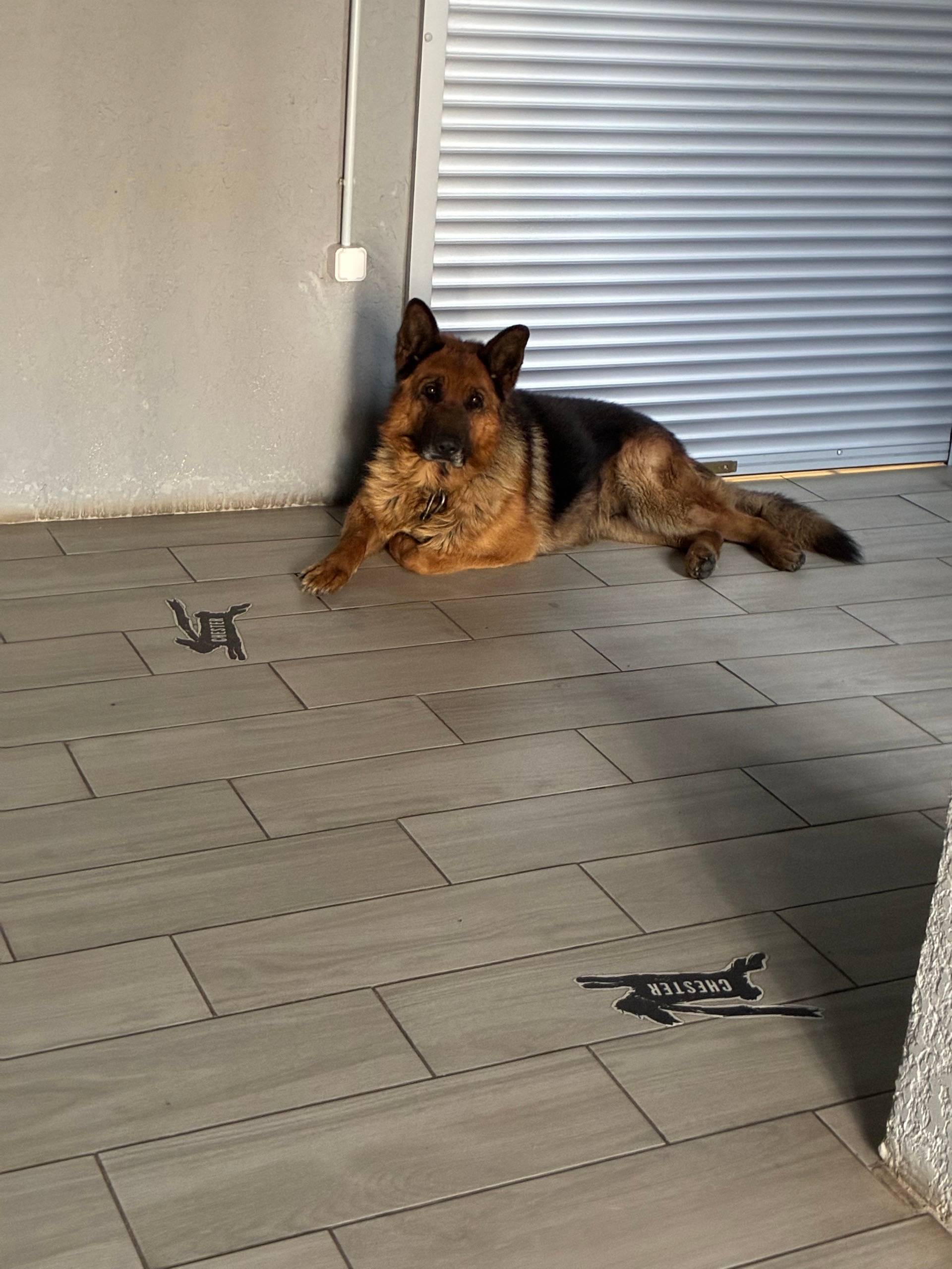 Найден овчарка, находится в магазине по ул. 2-я Мичурина