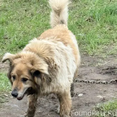 Пропал пёс, Воскресенск