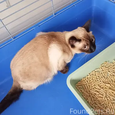 Найдена кошка, подъезд на Мира