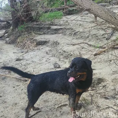 Пропал ротвейлер, деревня Медведчикова