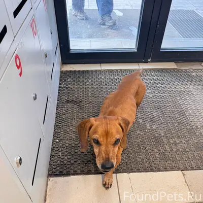 Пропала такса, Пермь, Каховская и Волгодонская