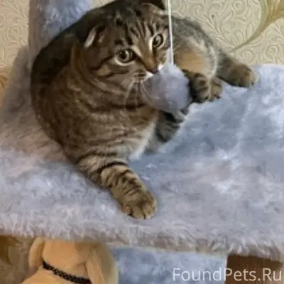 Пропала кошка Луна, Ангара