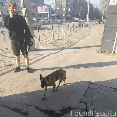 Найденная собака в Дзержинском районе