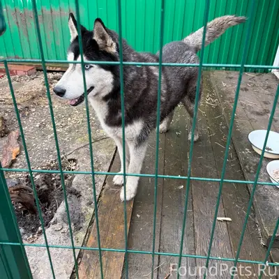Найден хаски, район Волжского шоссе