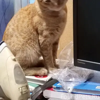 Пропал котёнок, на фоне