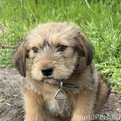 Пропал щенок, П. Сосны