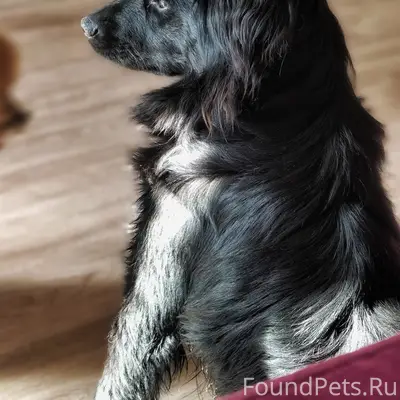 Пропала собака Яся, Подольск