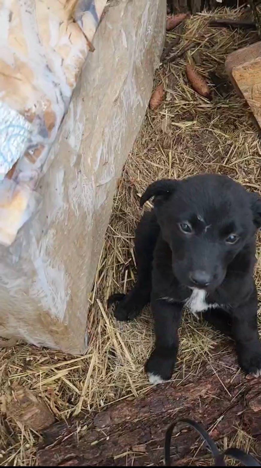 Пропал щенок, Канищево-Семчино