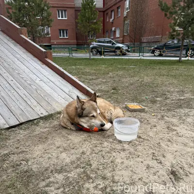 Найдена собака 