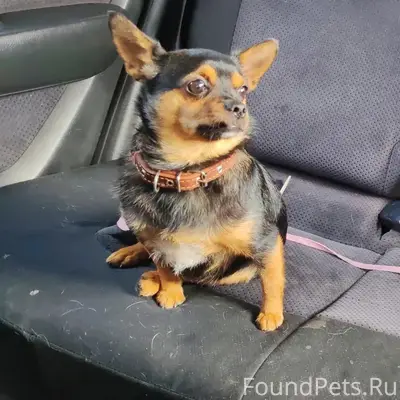 Пропал Ричик, район К. Маркса, улица Зелёная