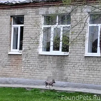Найден ксолоитцкуинтли, серый, Екатеринбург