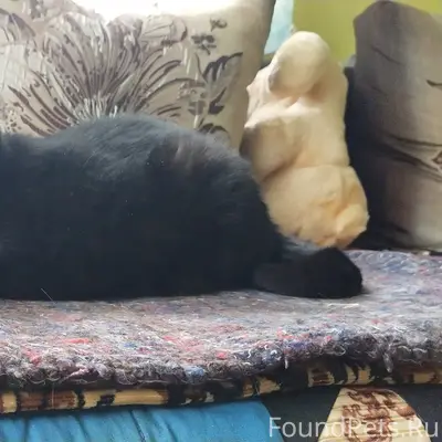 Пропала кошка Боня, дача сот Тайга2