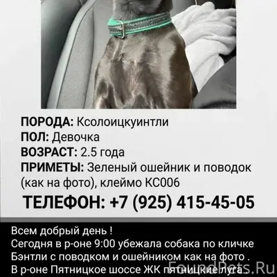 Пропал Бэнтли, Пятницкое шоссе