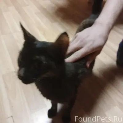 Найдена черепаховая кошка, Новодвинск