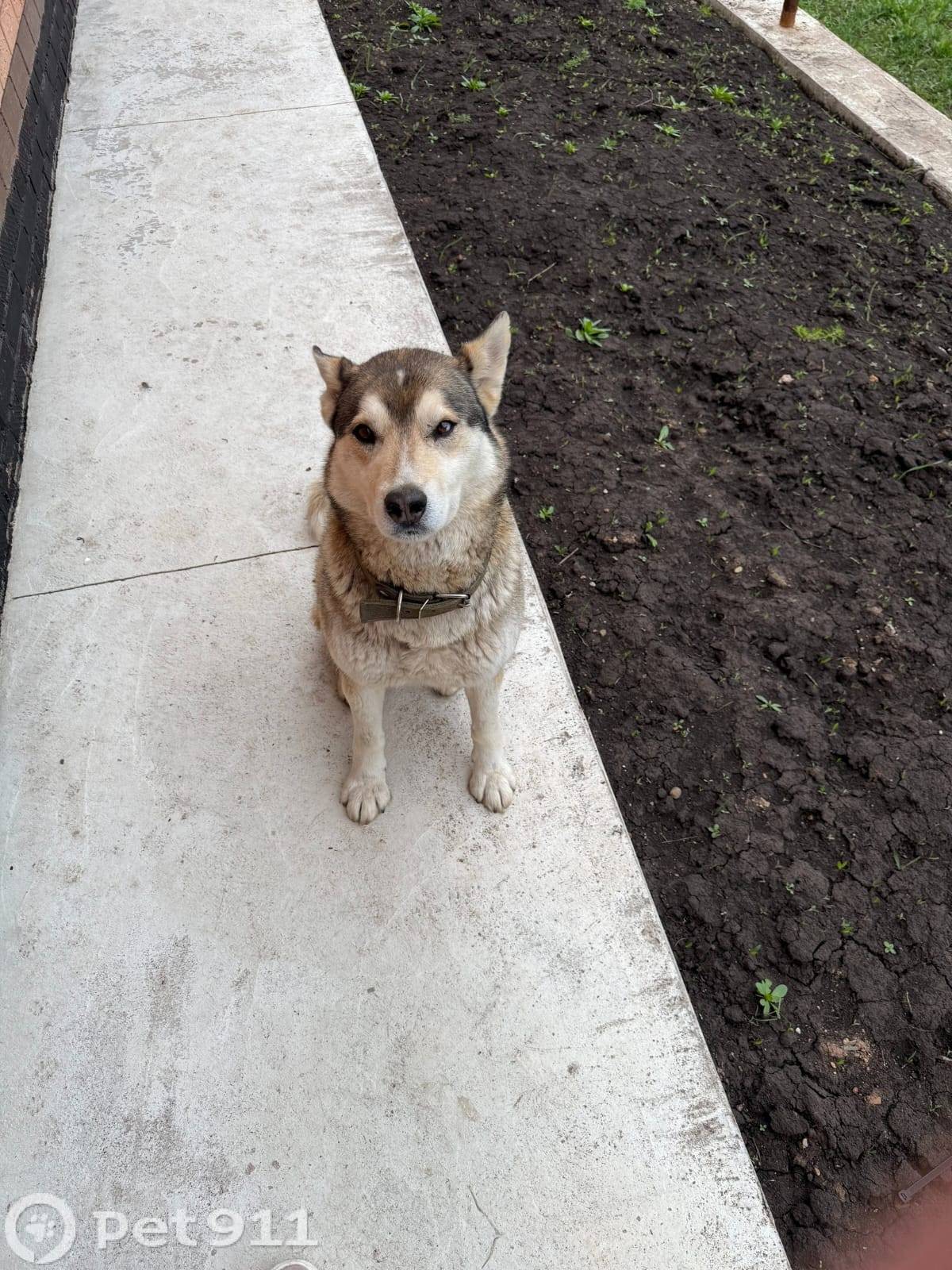 Найден хаски или лайка, Русско-Юрмашский сельсовет