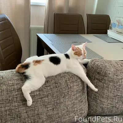 Пропала кошка Ася, район Финляндии