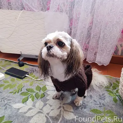 Пропала собака, ЛДК