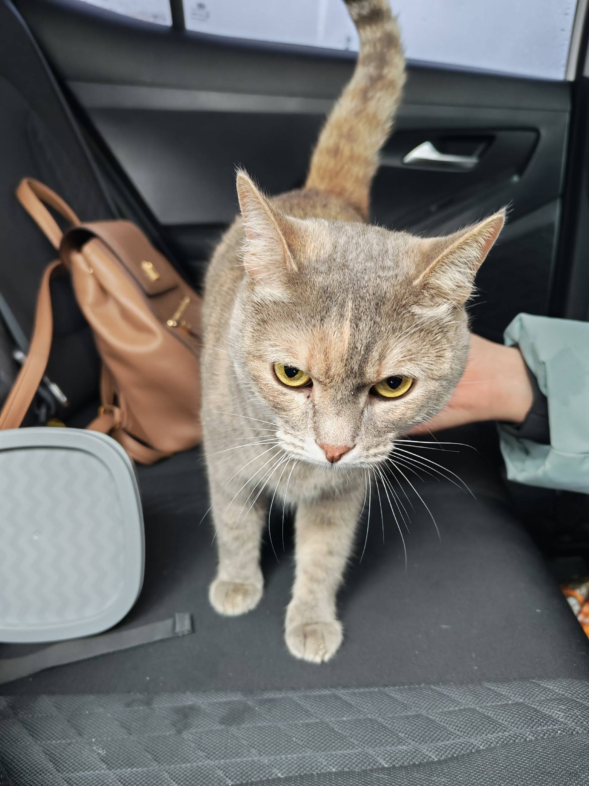 Найдена кошка, парковка Космопорт