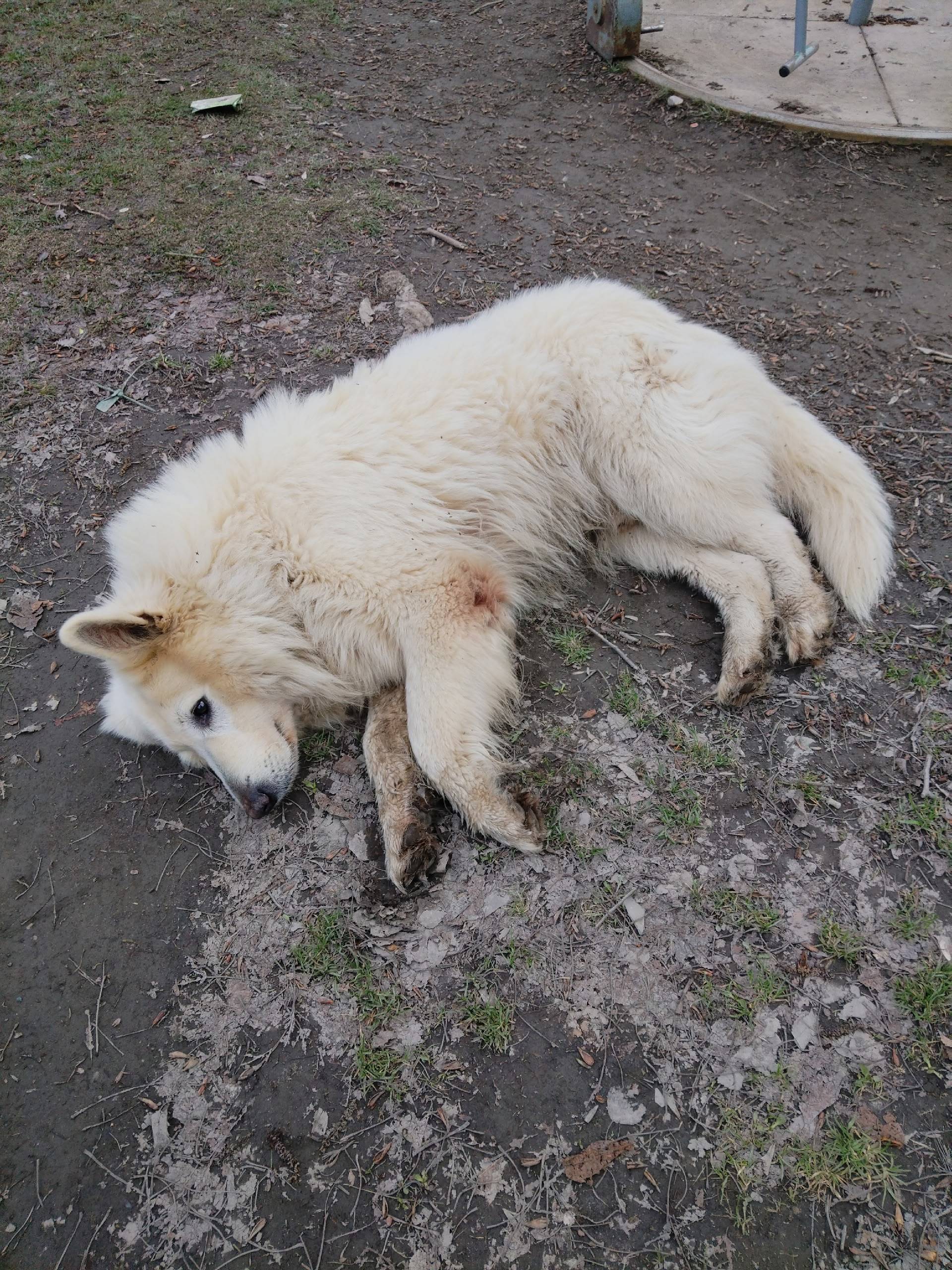 Пропала собака, Нахимово