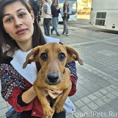 Пропала такса, центр Симферополя