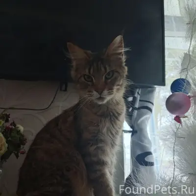 Пропала кошка, ул. Центральная 4