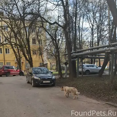 Пропал пёс, возможно отвязался, Пухова, Калуга