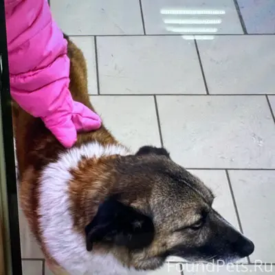 Пропала собака, косоглазая, маленькая, конечная рмз