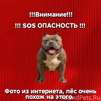 Пропала собака похожа на стаффордширского терьера, Первоуральск
