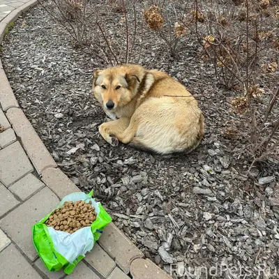 Найден пёс, новый город
