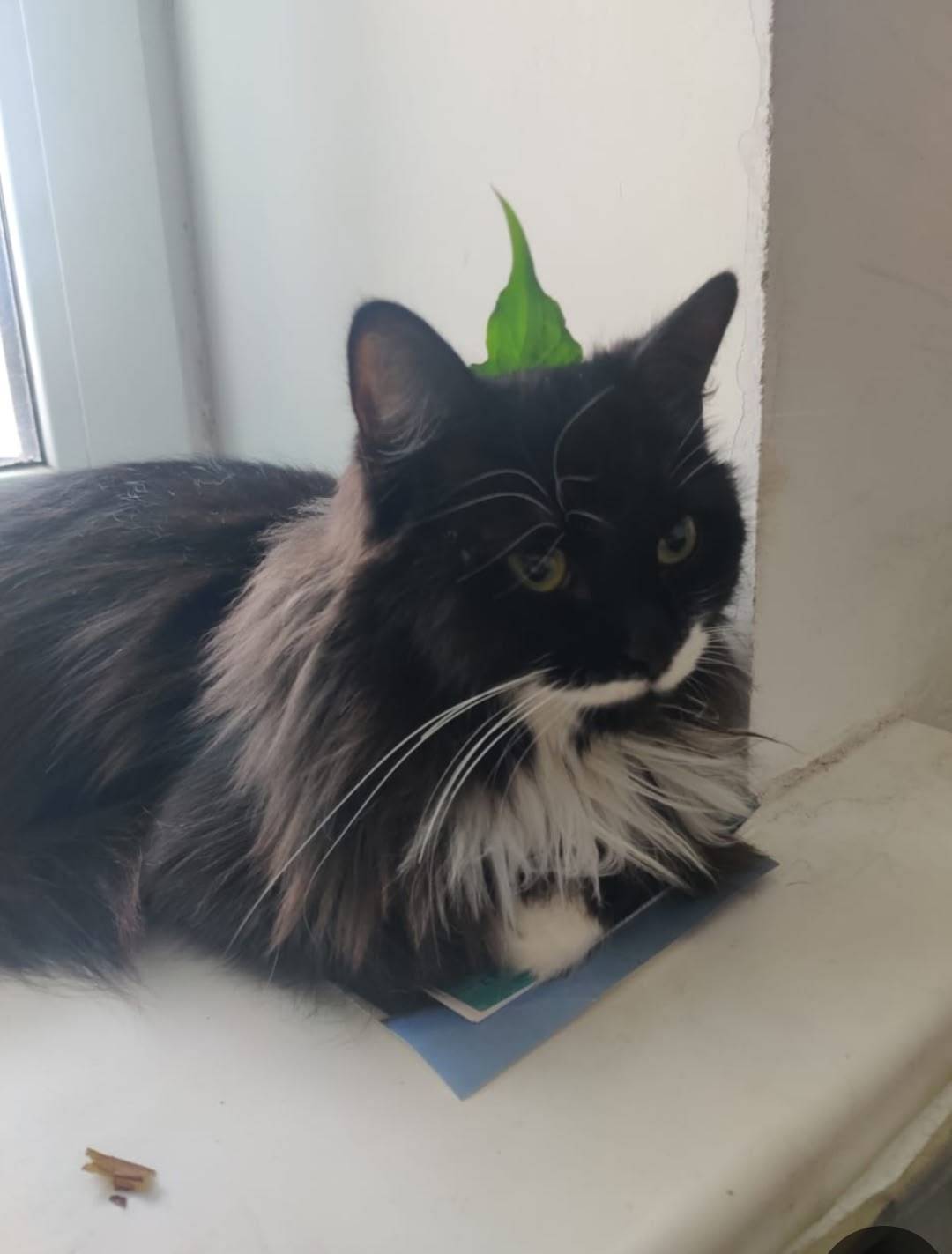 Пропала кошка Кодзи, Юрьевец