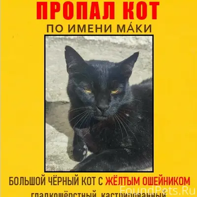 Пропал кот Маки, район Ударной улицы