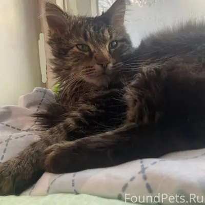 Пропал кот, Московский район