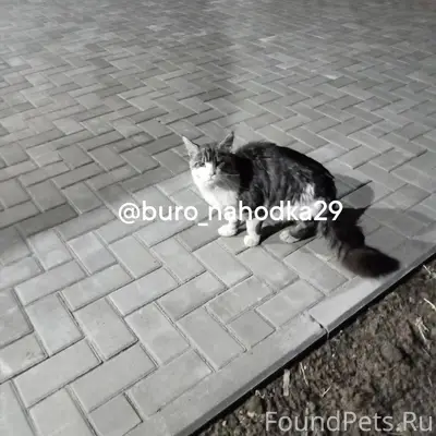 Найдена кошка, похожая на Мейн-куна, Заостровье