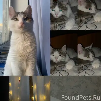 Пропала кошка Маруся, район Тимерхана-Демьяна Бедного